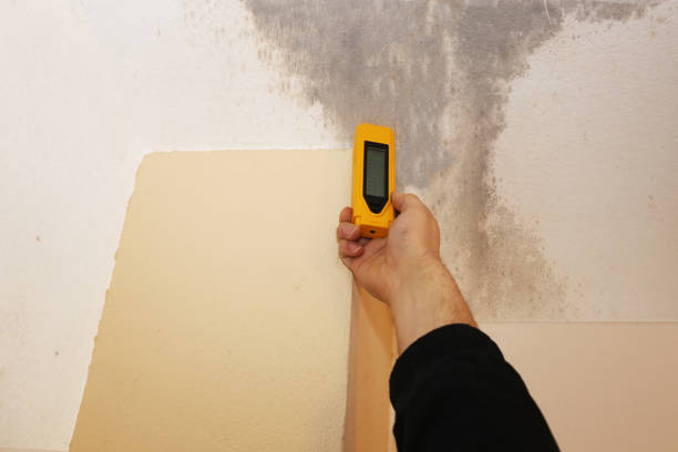 Reliable Swedesboro, NJ Mold Removal Solutions