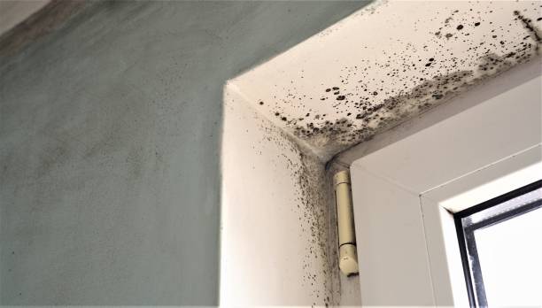 Best Mold Remediation for Healthcare Facilities  in Swedesboro, NJ