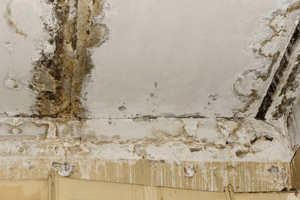 Best Commercial Mold Inspection  in Swedesboro, NJ