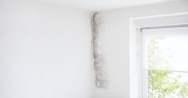 Best Mold Prevention Services  in Swedesboro, NJ