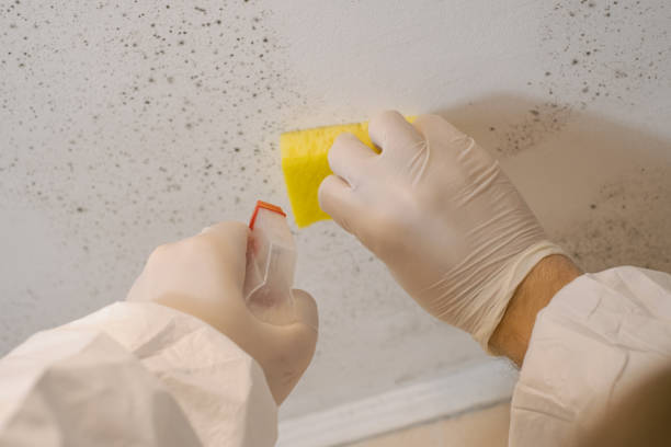 Best Mold Documentation for Insurance Claims  in Swedesboro, NJ