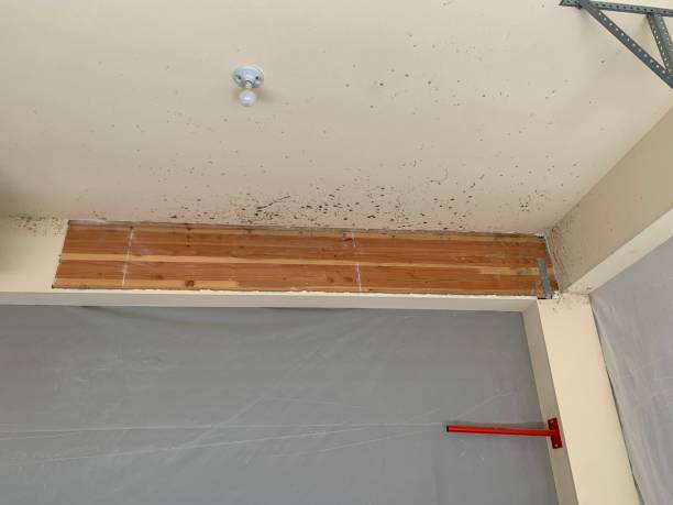 Mold Documentation for Insurance Claims in Swedesboro, NJ