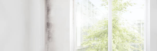 Best Emergency Mold Remediation  in Swedesboro, NJ
