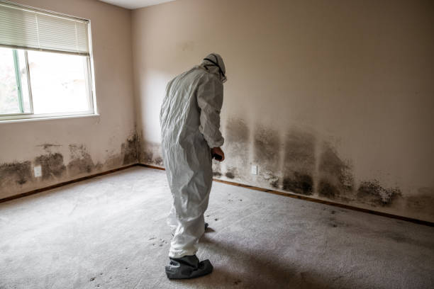 Best Basement Mold Removal  in Swedesboro, NJ