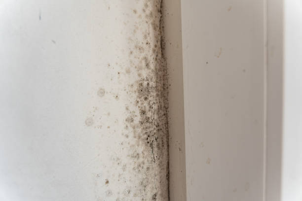 Best Post-Construction Mold Inspection  in Swedesboro, NJ