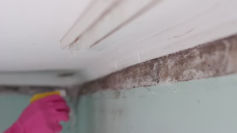 Best Environmental Consulting for Mold Prevention  in Swedesboro, NJ